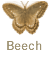 Beech butterfly
